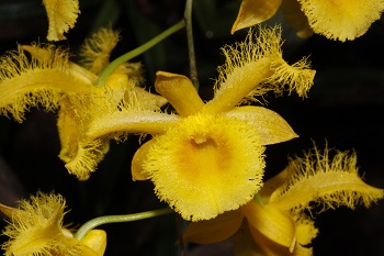 Dendrobiumviet