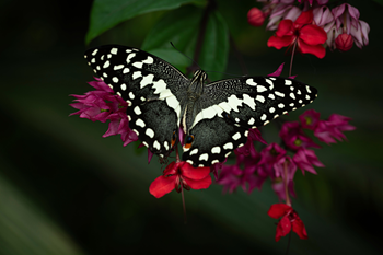 BOTANICKAZAHRAMOTYL26