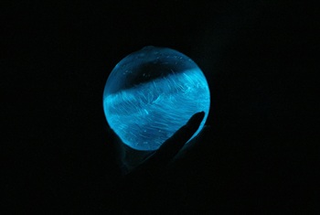 SviticplanktonSvmedzraha