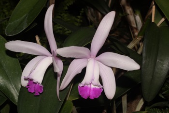 Cattleyntermedibota25