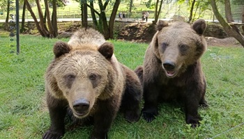 jankealecamichal2026